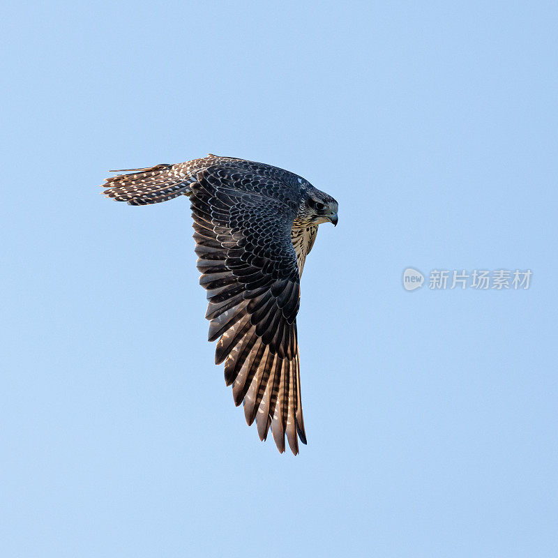 侧视图Saker Falcon在蓝天下飞行